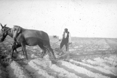 Labrador