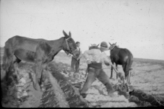 Labradores